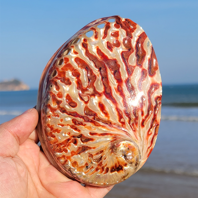 Home Decoration Red Pattern Ab - Marine Aquarium Aquascape recensie en prijs